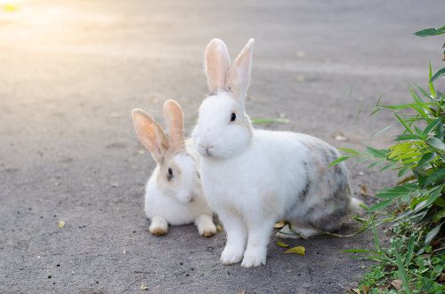 4 000 lapins promis à l’abattoir s’échappent dans la nature suite à un accident de la route
