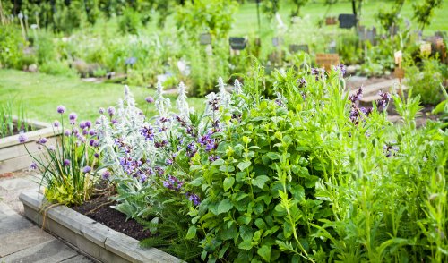 7 astuces imparables pour un jardin de plantes aromatiques luxuriant