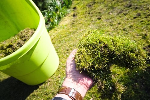 4 astuces naturelles pour éliminer la mousse de sa pelouse