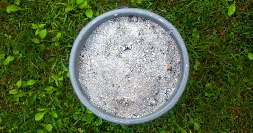 Éradiquez la mousse de votre pelouse avec de la cendre