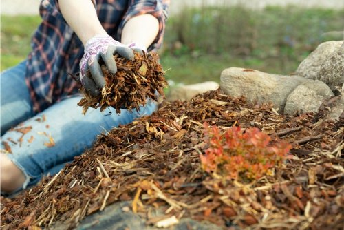 4 astuces incontournables pour un jardin zéro déchet grâce au paillage écologique