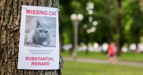 À quelques jours de Noël, une famille retrouve son chat disparu depuis 11 ans