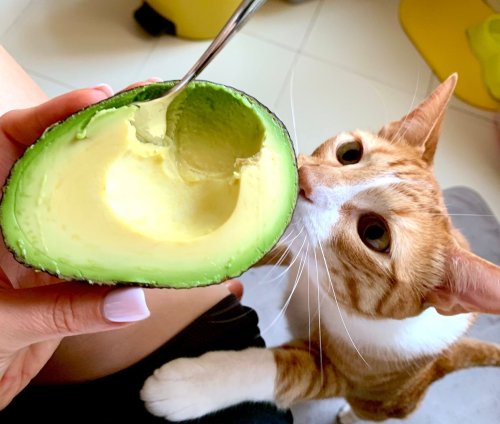 Les chats “véganes” se porteraient mieux que les autres
