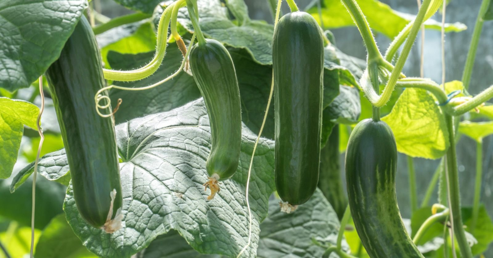 5 secrets incontournables pour une récolte de courgettes exceptionnelle