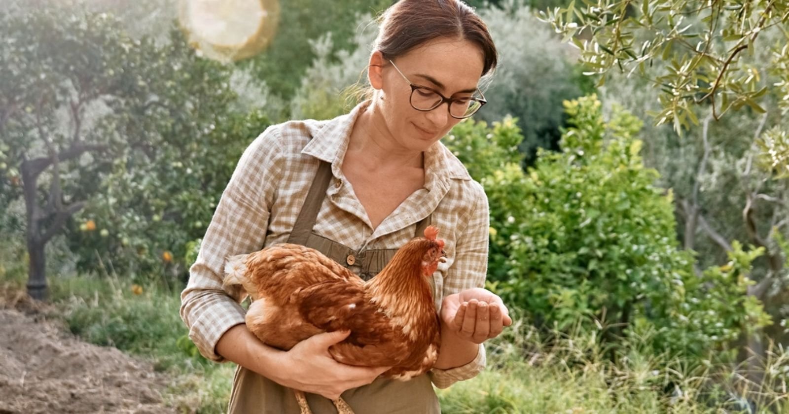 Les erreurs courantes à éviter à tout prix quand on nourrit ses poules