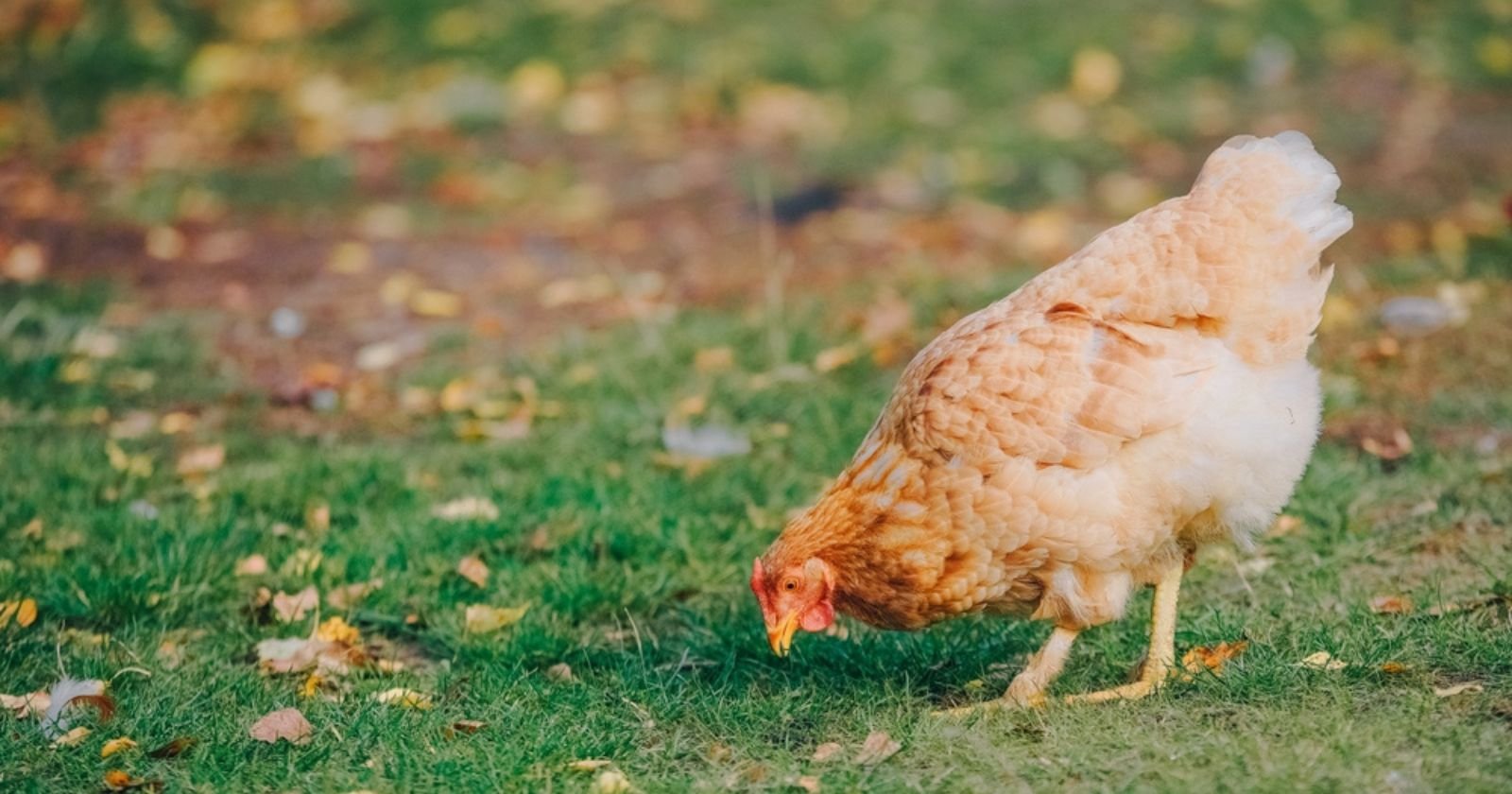 Gardez précieusement les fientes de vos poules