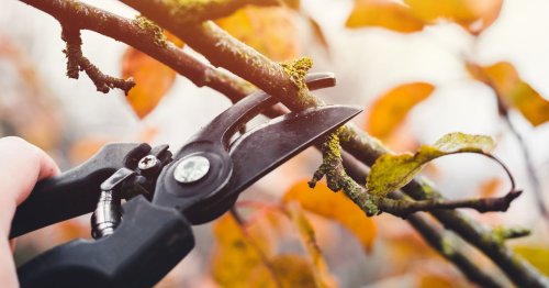 Résineux, fruitiers ou feuillus : il est temps de tailler vos arbres avant l’hiver
