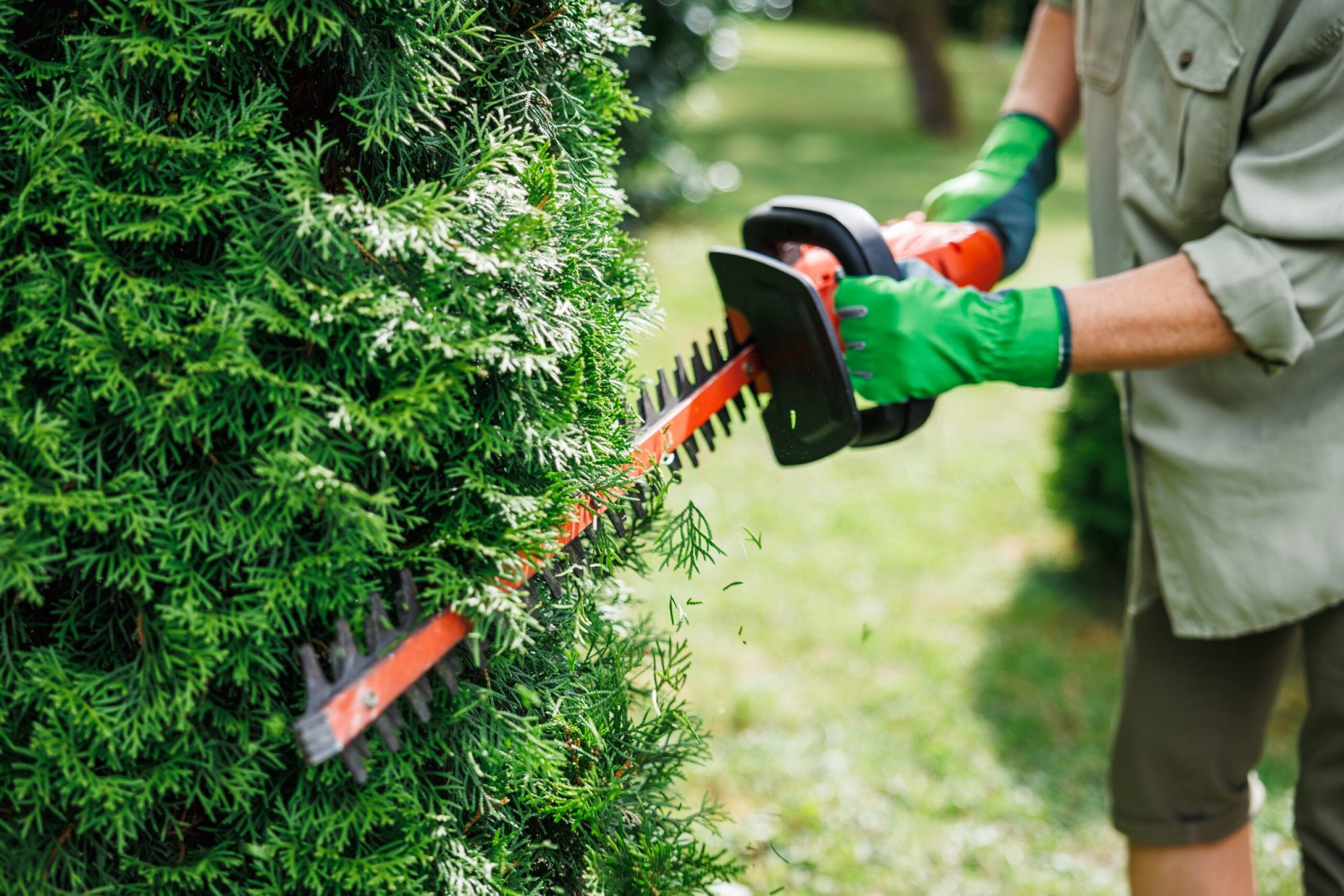 À partir du 15 mars, vous devrez arrêter de tailler vos haies et d’élaguer vos arbres