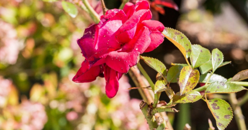 Taches noires sur les feuilles des rosiers : 4 astuces naturelles pour les faire disparaître