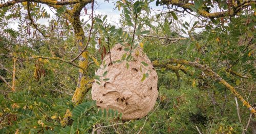 Un nid de frelons dans votre jardin ? Pas de panique. Voici comment réagir.