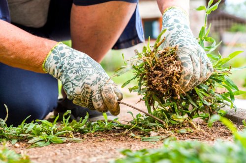 Pelouse envahie par les mauvaises herbes ? Voici comment la rénover efficacement.