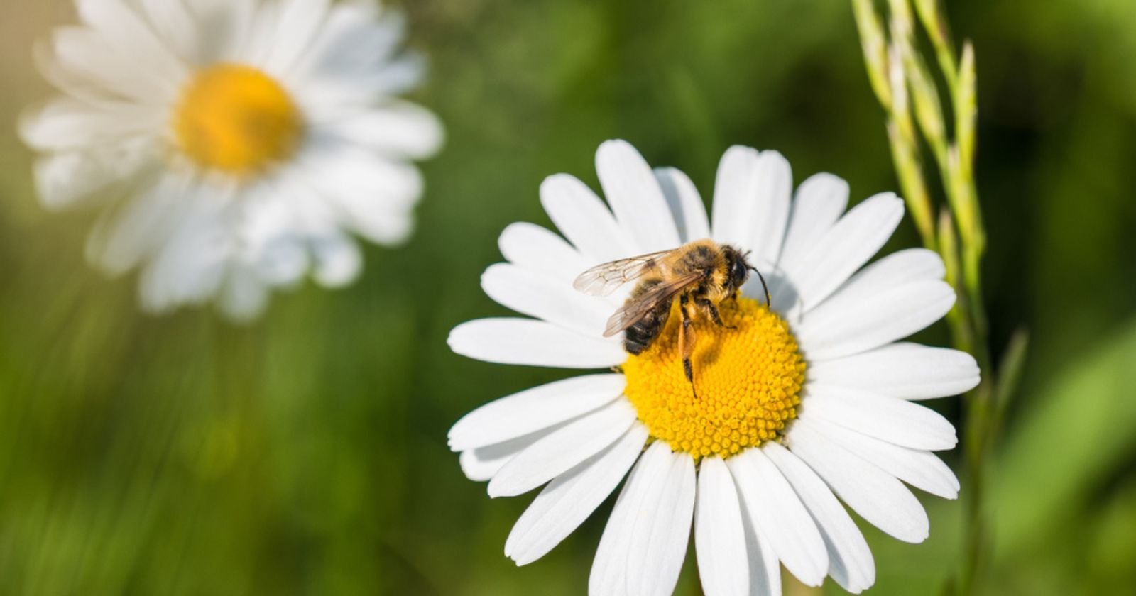 22 fleurs à planter chez soi dès maintenant pour sauver les abeilles