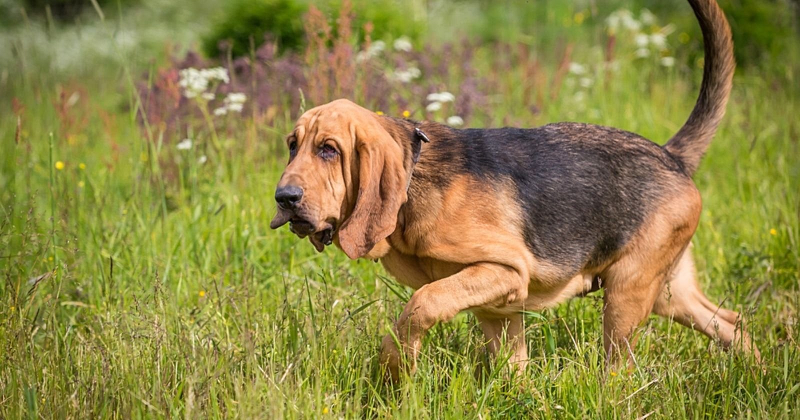 Drôme : un chien Saint-Hubert retrouve la trace d’une octogénaire désorientée et frigorifiée