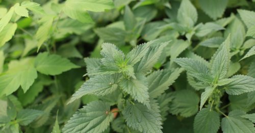 Arrêtez tout : ces 8 « mauvaises herbes » sont en réalité des pépites !