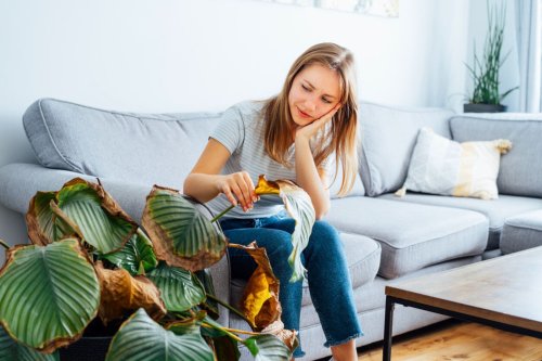 Pourquoi les pointes de vos plantes d’intérieur brunissent (et comment y remédier).