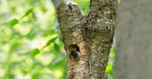 N’abattez jamais un arbre mort au printemps