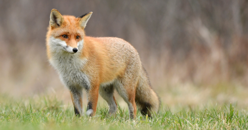 Après 250 ans d’existence, un club de chasse aux renards arrête ses activités