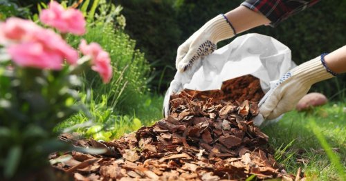 Potager : voici le paillis idéal pour des cultures prospères