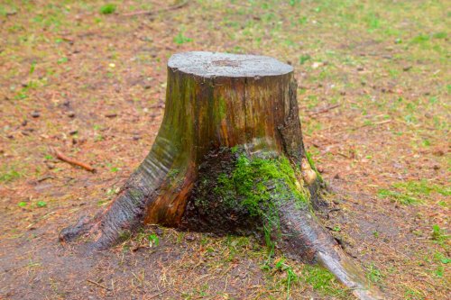 Avant d’abattre un arbre chez vous, méfiez-vous : l’amende peut être salée !