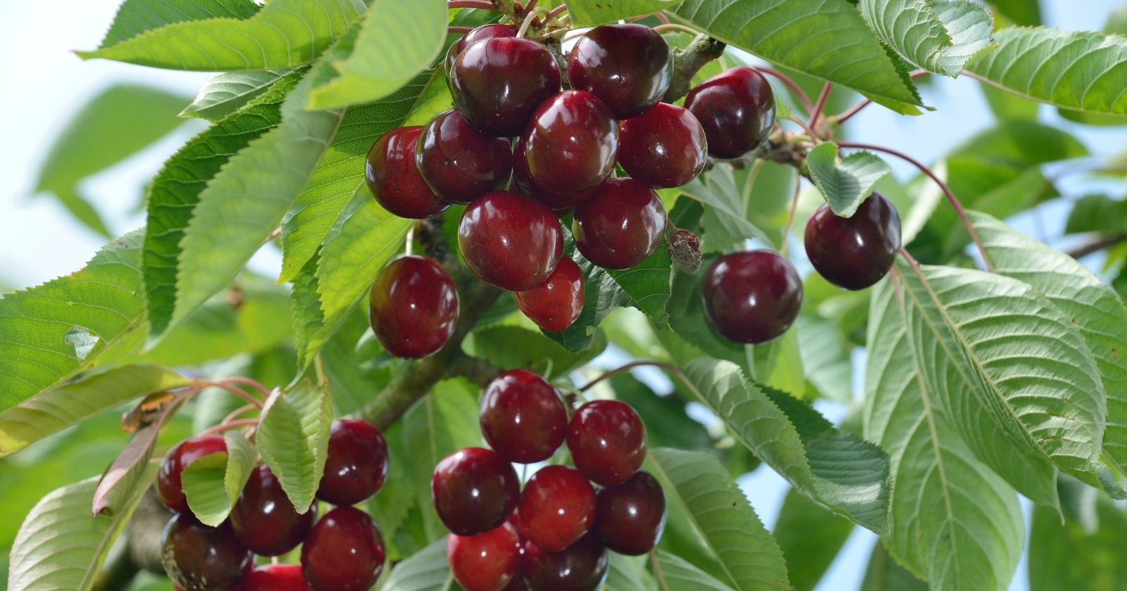 Cette variété de cerisier garantit des récoltes record : découvrez le Géant d’Hedelfingen !