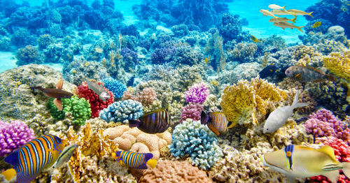 Le plus grand récif corallien d’eau froide au monde a été découvert au large des États-Unis