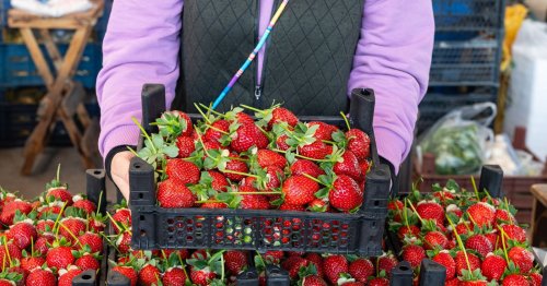 Comment savoir si des fraises sont sucrées sans les goûter ?