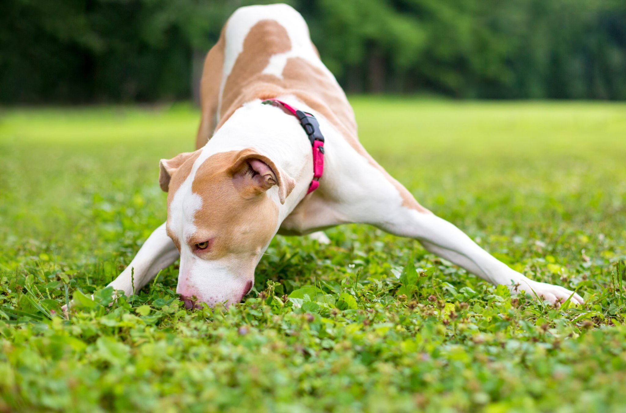 Votre chien est coprophage et cela vous inquiète ? Voici comment réagir.