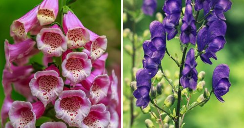 6 plantes toxiques à ne surtout pas planter au jardin