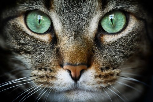 Votre chat voit le monde autrement : voici comment !