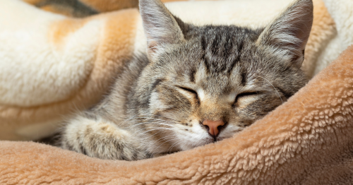 5 astuces pour que votre chat ne vous réveille pas la nuit