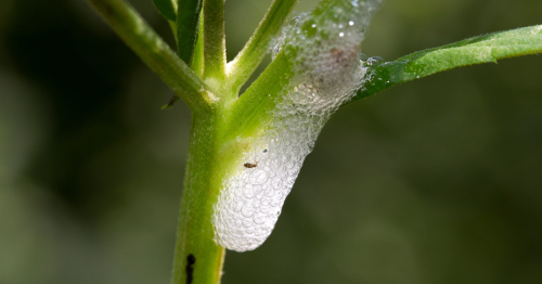C’est quoi cette mousse blanche qui apparaît sur vos plantes ? Tout savoir sur l’écume printanière.