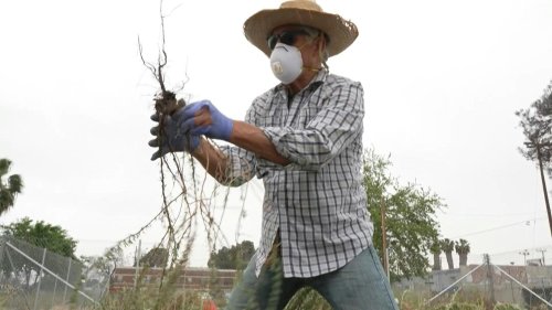 Grâce à la bioremédiation, plantes et champignons dépolluent les sols de Los Angeles à moindre coût