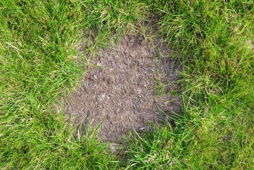 Pelouse clairsemée ? Découvrez la technique qui change tout au printemps.