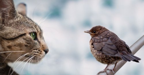 Comment empêcher mon chat de s’attaquer aux oiseaux ?