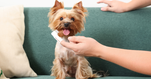 Votre chien a mauvaise haleine ? 7 conseils pour y remédier.