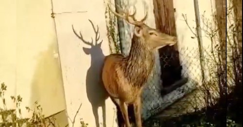 VIDÉO. Dans le Loiret, un homme s’interpose entre un cerf et des chasseurs