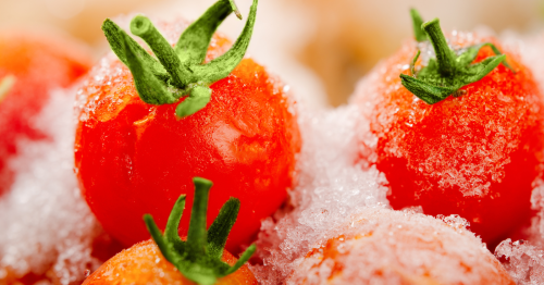 Tomates cerises : comment les congeler pour en profiter toute l’année ?