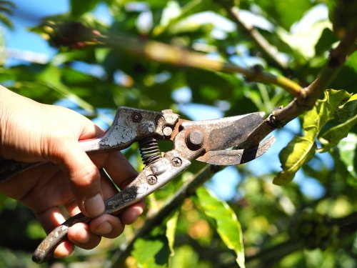 6 plantes à ne surtout pas tailler au printemps pour un jardin plein de vie
