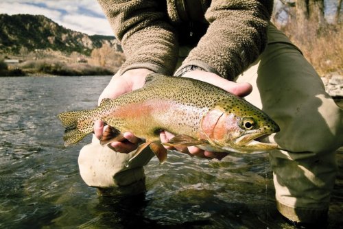On the Fly: It’s as good as it gets right now