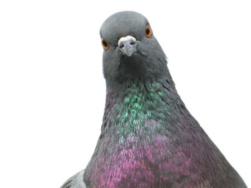 Pigeon seen smuggling cannabis into Peruvian prison