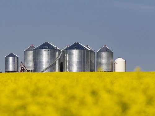 China ends ban on Canadian canola amid global shortage of cooking oils