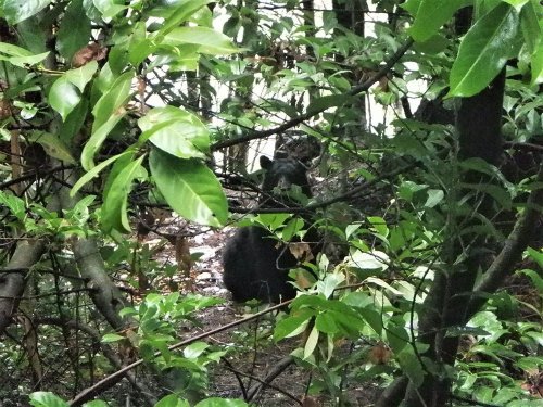 West Vancouver resident caught feeding bears and coyotes: Conservation service