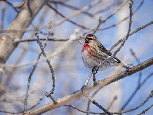 On the Road: Singing birds and tinkling ice