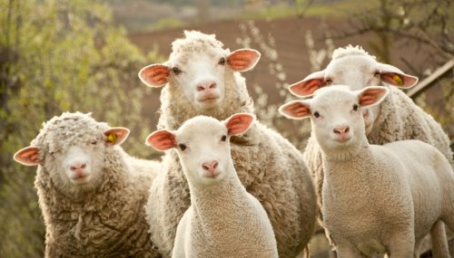 L’intelligence collective des moutons naît de l’alternance des chefs
