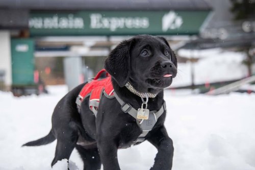 Avalanche Rescue Puppy Gets 'The Zoomies' In Fresh Snow At Popular Colorado Ski Area