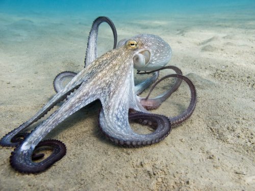 UK Politicians Urge Inclusion of Octopuses and Lobsters in Sentience Bill