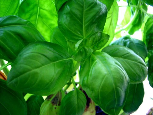 How to Preserve Basil for Winter Use