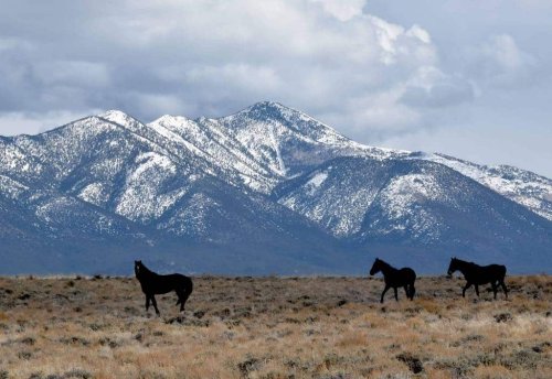 The ugly truth about the wild horse issue – Sierra Nevada Ally