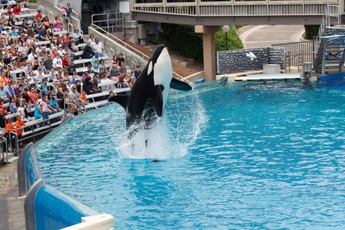 Petition: Send Lolita, a 55-Year-Old Orca, from a Small Tank to a Sea Sanctuary!