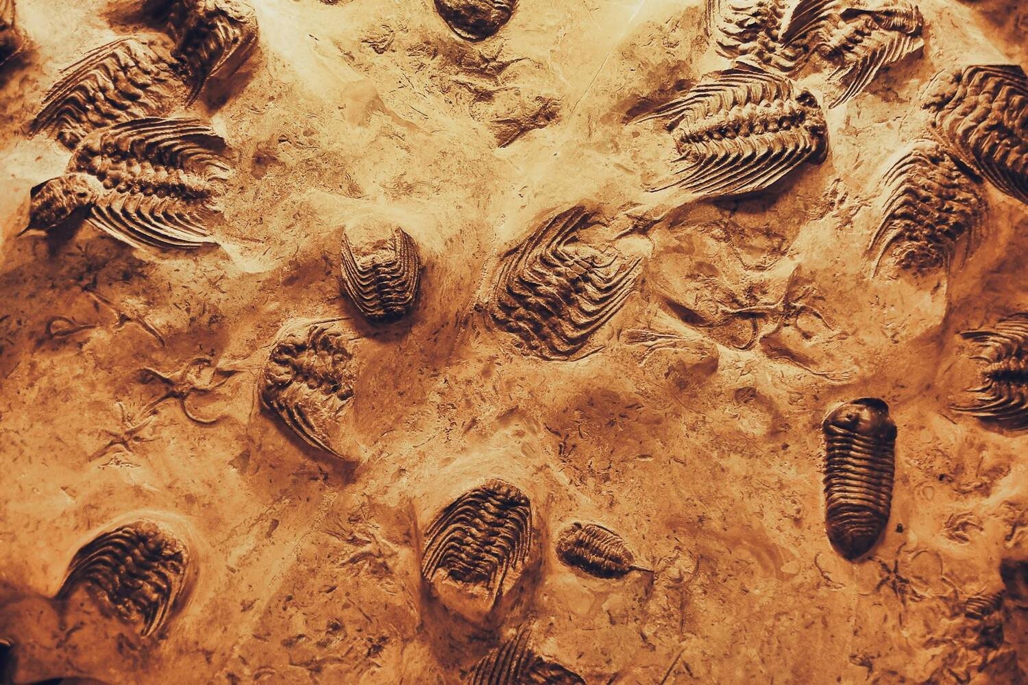 Une nouvelle forme de vie découverte sur Terre : un mystère que les meilleurs scientifiques n’ont toujours pas résolu